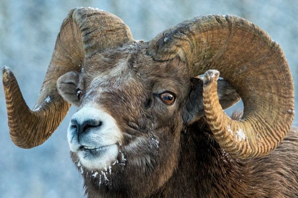 Jasper Winter Wildlife Discovery Tour