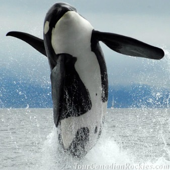 Whale Watching Tour from Vancouver