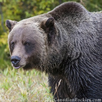 Discover Grizzly Bears from Banff