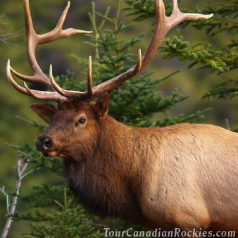 Evening Wildlife Safari Banff