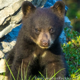 Jasper Summer Wildlife Tours