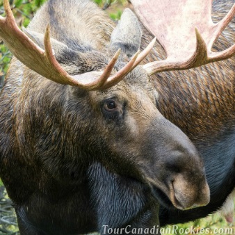 Jasper Winter Wildlife Discovery Tour