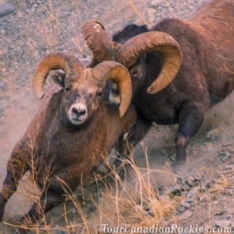 Jasper Winter Wildlife Search