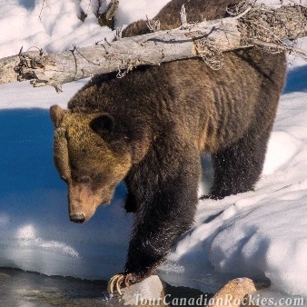 Jasper Evening Wildlife Tour