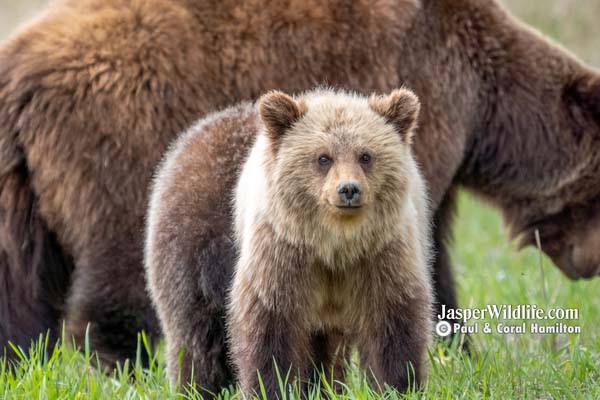 Jasper Evening Wildlife Tour 2022 Grizzly Cubs