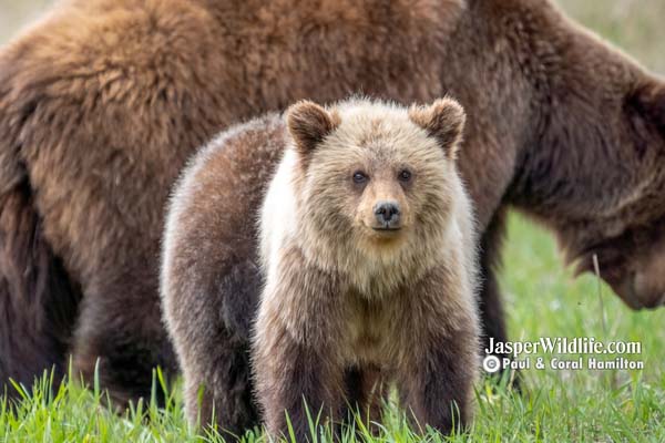 Jasper Evening Wildlife Tour