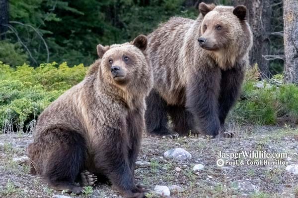 Jasper Evening Wildlife Tour Grizzly Bear Cubs