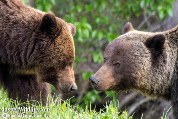 Jasper Evening Wildlife Tour 2020 Grizzly Bears