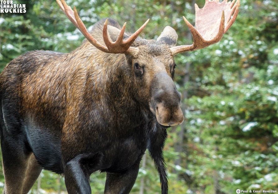 Jasper Evening Wildlife Tour