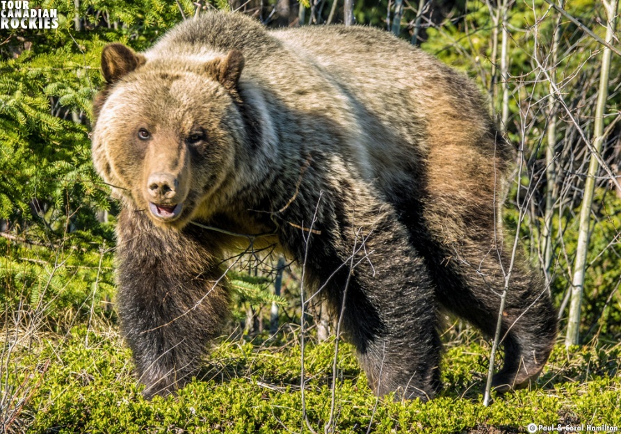 Jasper Summer Wildlife Tour