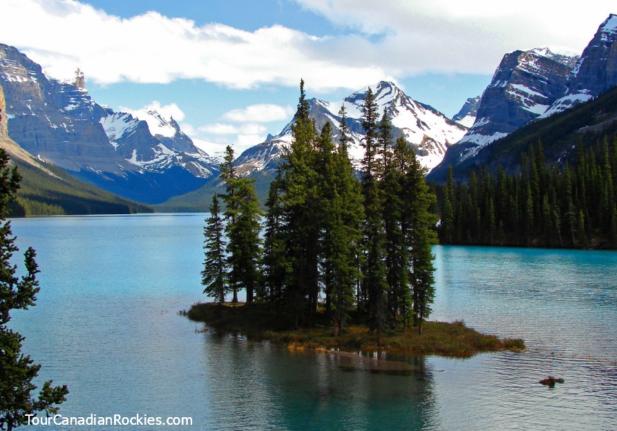 5.5 Hour Jasper Wildlife and Waterfalls Tour with Maligne Lake Cruise from Jasper