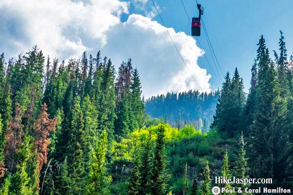 Jasper Canadian Rockies Skytram Tickets