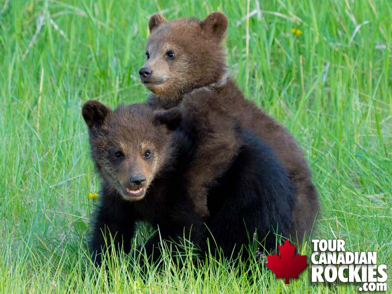 Jasper Summer Wildlife Tour Grizzly Cubs 2023