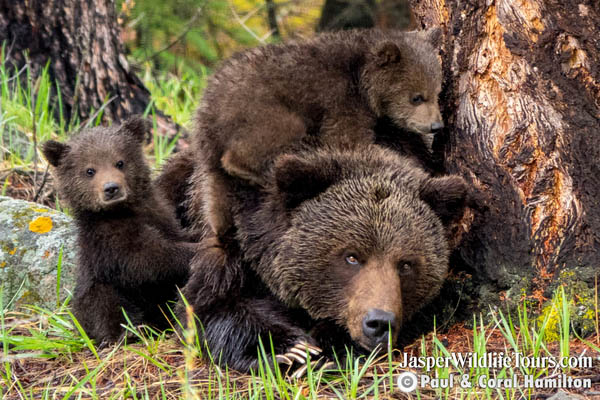 Jasper Canadian Rockies  Wildlife Tour