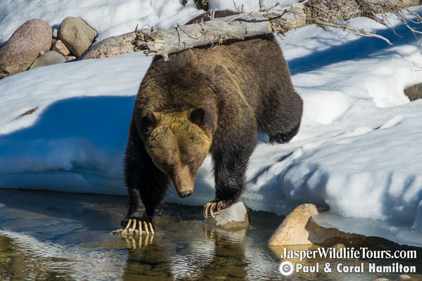 Jasper Canadian Rockies Evening Wildlife Tour