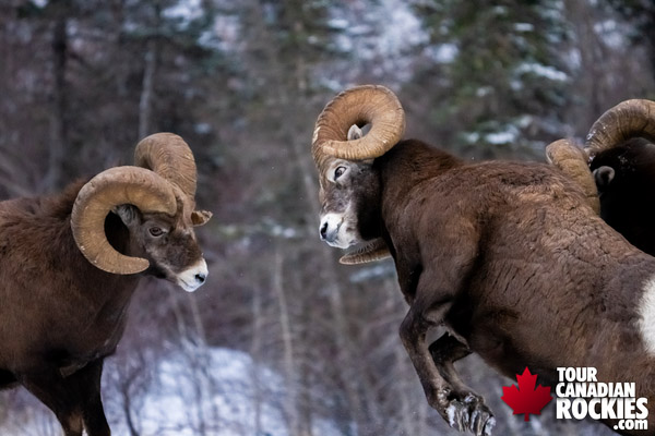 Jasper Winter Wildlife Tour