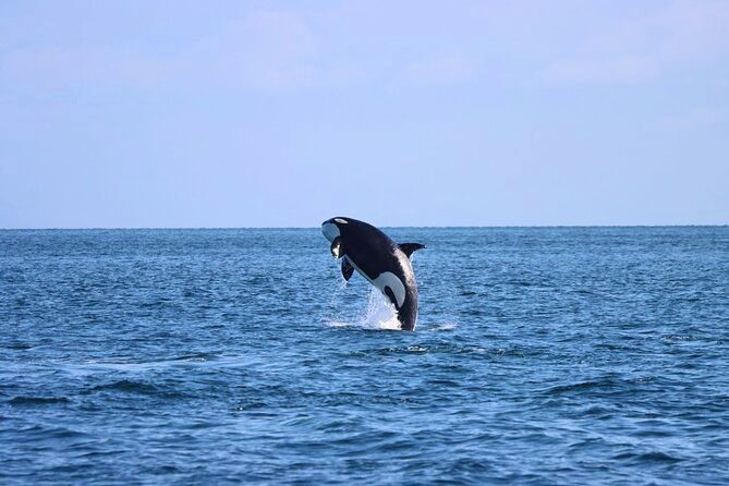 Vancouver Whale Watching Safari