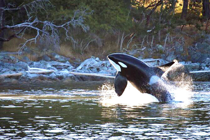 Vancouver Whale Watching Safari