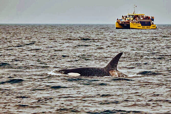 Vancouver Whale Watching Safari